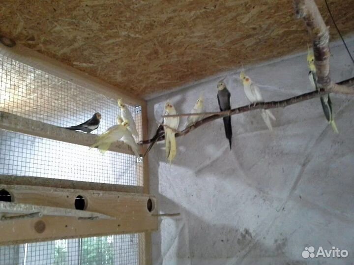 Попугай,розелла пенантовая,декоративный ёжик