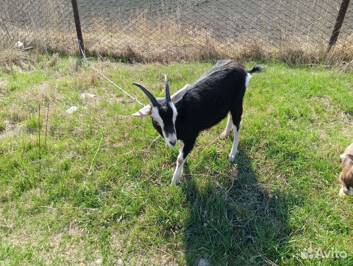 Козочка альпийская