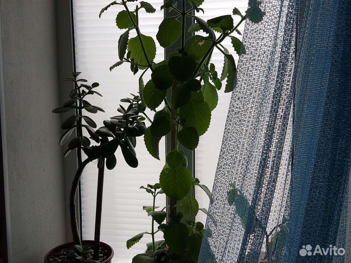 Комнатная мята