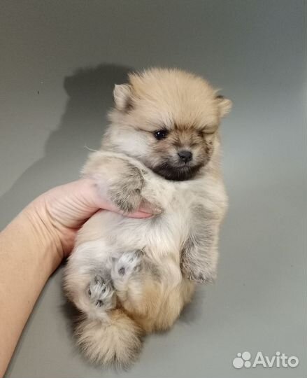 Щенки шпица