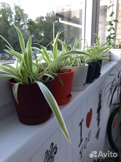 Молодые хлорофитумы