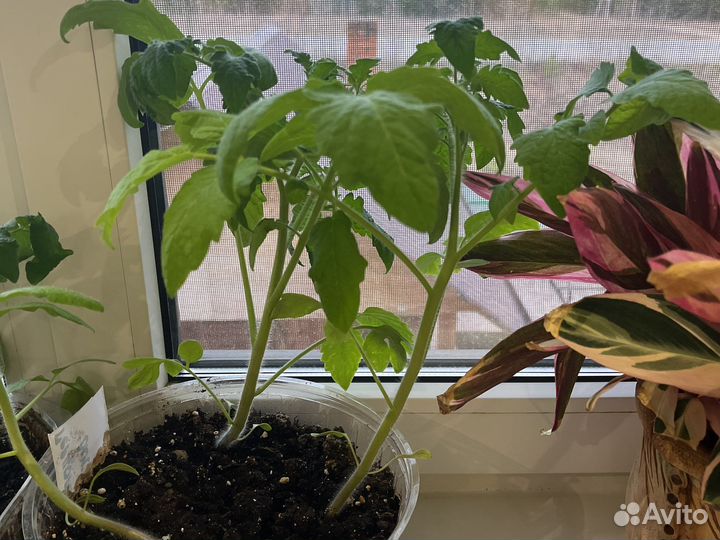 Рассада помидор