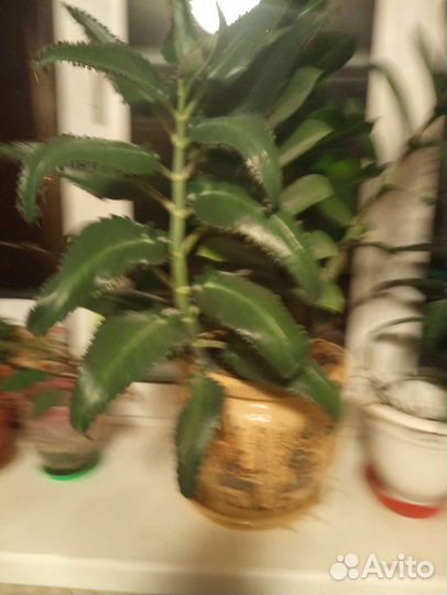 Каланхоэ- домашний доктор