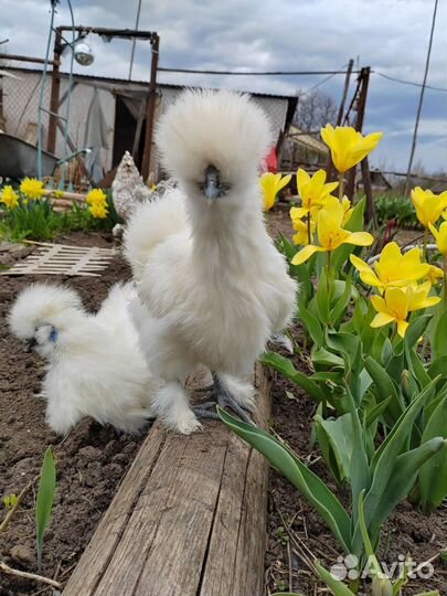 Петух Китайский шелковый