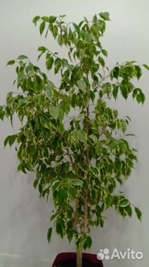 Фикус бенджамина пестролистный