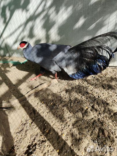 Фазаны и бентамки