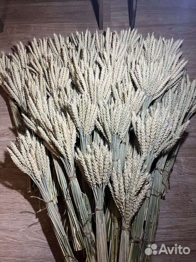 Сухоцветы пшеницы оптом
