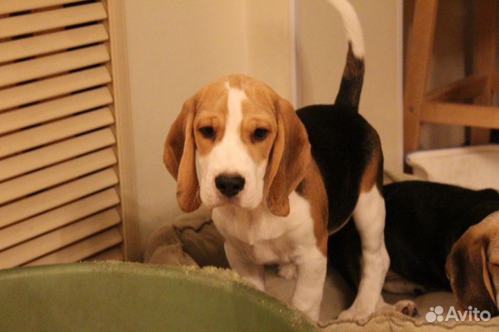 Щенок бигль