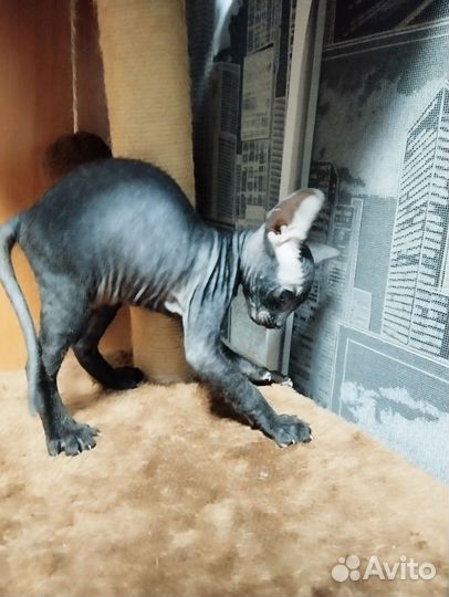 Канадский сфинкс