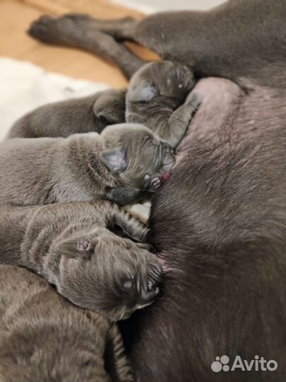 Щенки кане корсо