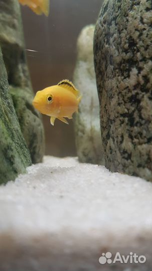 Цихлида из малавии