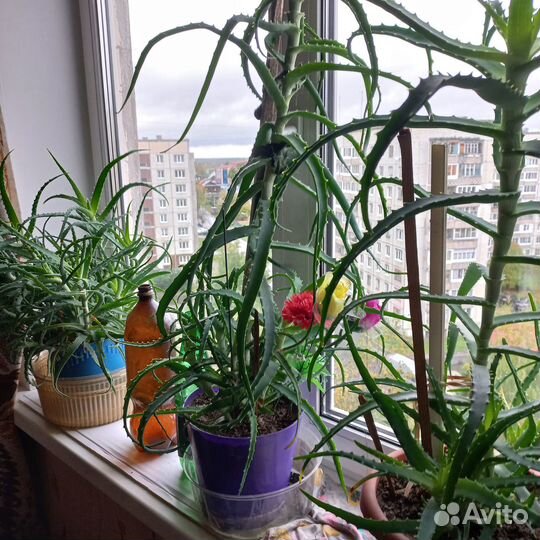 Продам столетник 3 летний