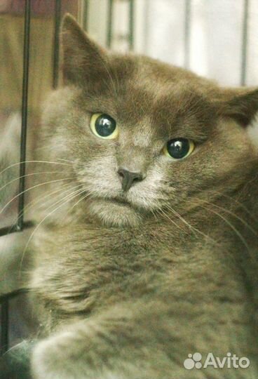 Серый зеленоглазый котик