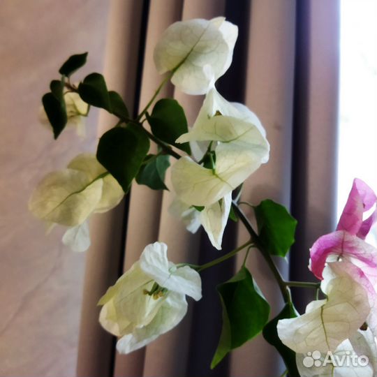 Бугенвиллия