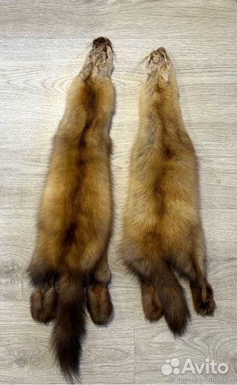 Шкуры соболя