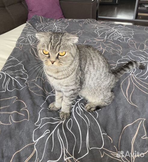 Вислоухая кошка
