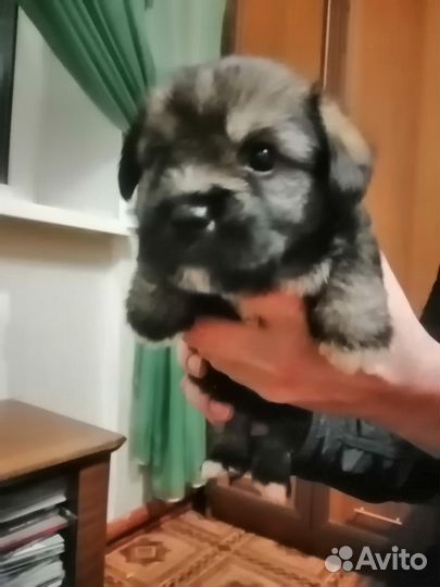 Собака