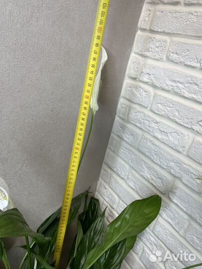 Спатифиллум женское счастье комнатные цветы