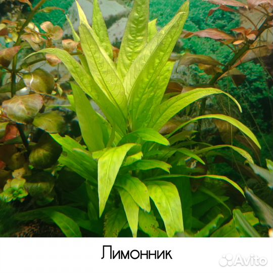 Аквариумные растения