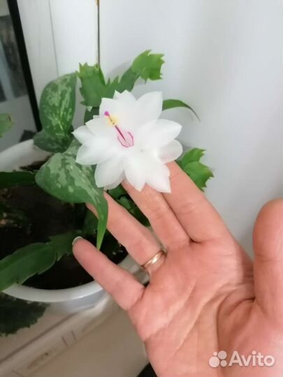 Декабрист шлюмбергера, пеларгонии, фиалки