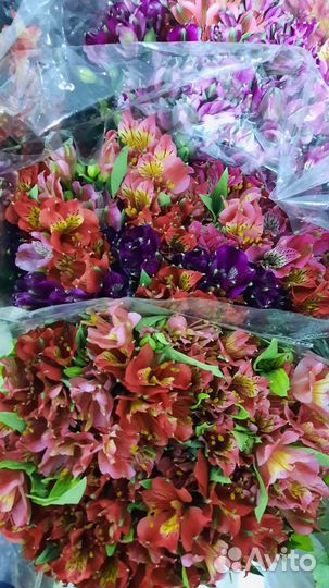 Цветы Альстромерия гербера оптом и розницу