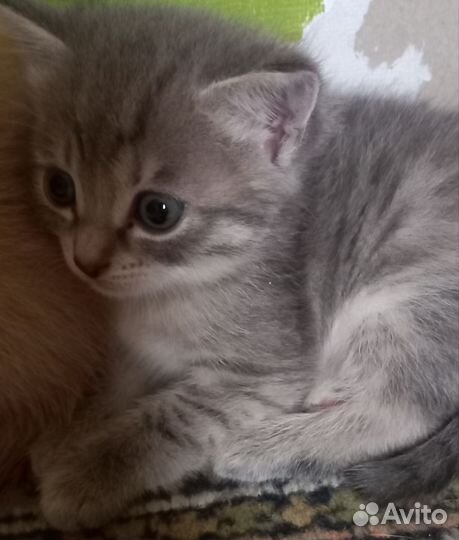 Отдам котят