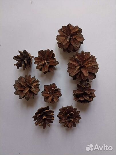 Шишки сосновые новогодний декор для поделок