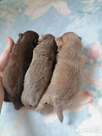 Лиловый чихуа чемпион ркф. вязка