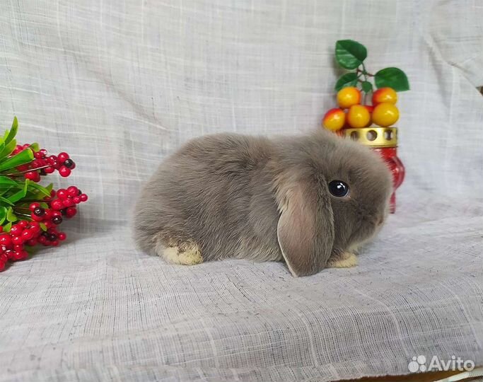 Декоративные кролики мини