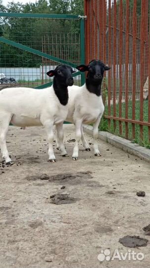 Продам дорпер