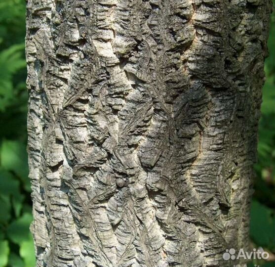 Бархат амурский, пробковое дерево