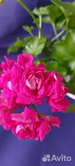 Пеларгония герань