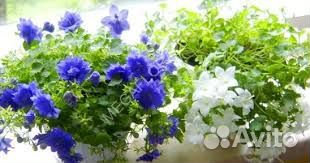 Кампанула жених и невеста