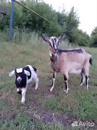 Коза дойная