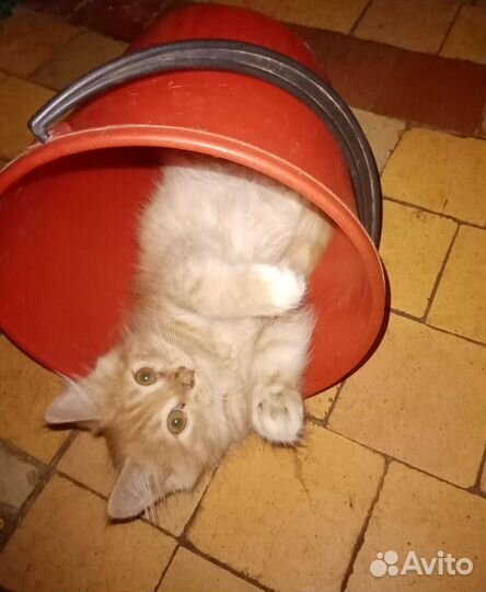 Котята в дар бесплатно Разные