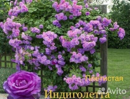 Розы плетистые на осень 2024г