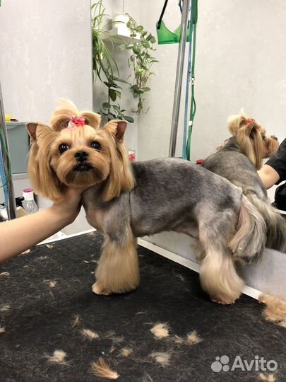 Грумер, Стрижка собак и кошек