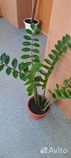 Замиокулькас