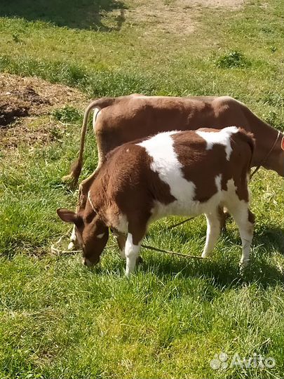 Два бычка одна тёлка