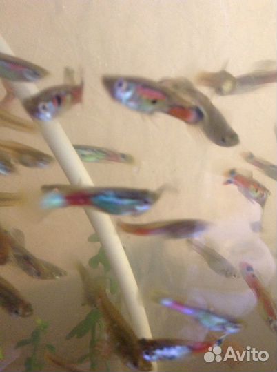 Гуппи, улитки