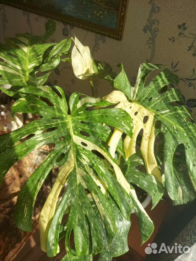 Монстера (крем брюле)