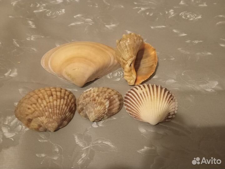 Аквариумный декор. Растения, ракушки, камни