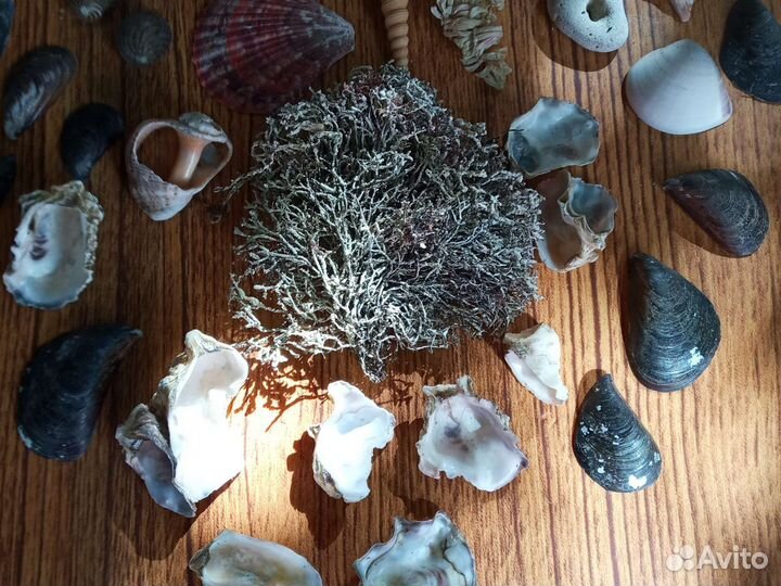 Ракушки набор, наборы для творчества