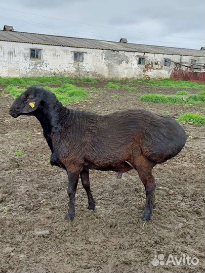 Бараны гиссарские и молодняк