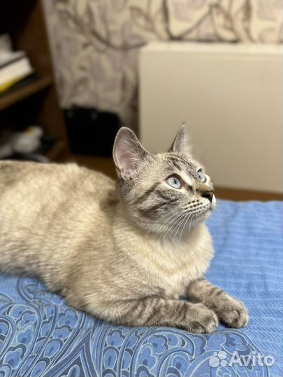 Отдам в добрые руки кошку
