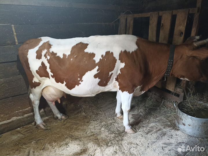 Продам двух коров