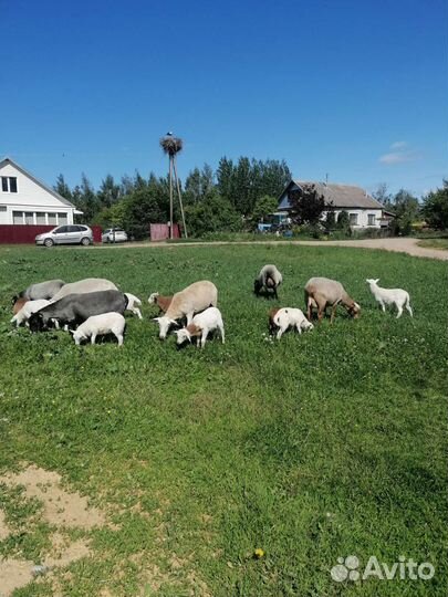 Ярочки,барашки процентные, чистопородные катумские