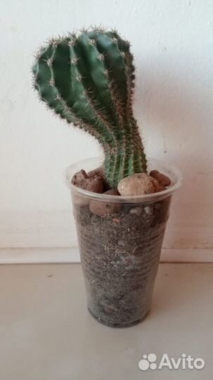 Кактус «Эхинопсис»