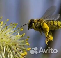3штПолная семья 10рам с уликами 2корпуса вертикаль