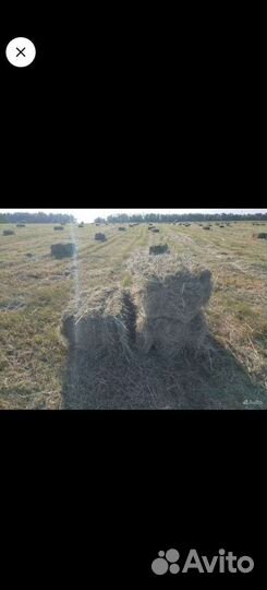 Сено в квадратных тюках